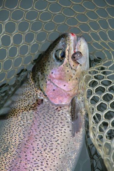 小菅トラウトガーデン 釣果