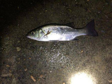 ナイトゲームで