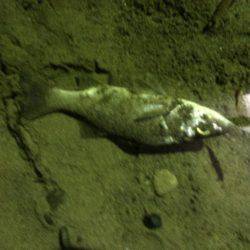 ナイトゲームで