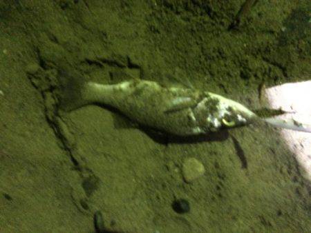 ナイトゲームで