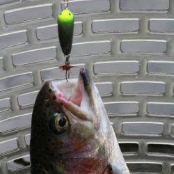 小菅トラウトガーデン 釣果