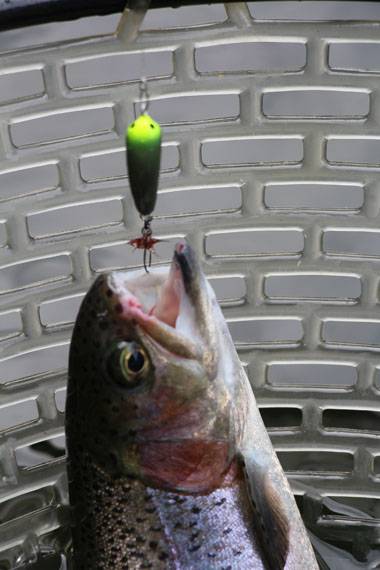 小菅トラウトガーデン 釣果