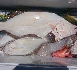 IDATEN（イダテン） 釣果