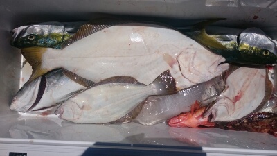 IDATEN（イダテン） 釣果