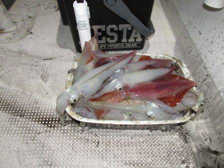 ジギング船 BLUEWATER 釣果