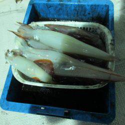 ジギング船 BLUEWATER 釣果