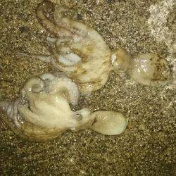 引き続きターコー