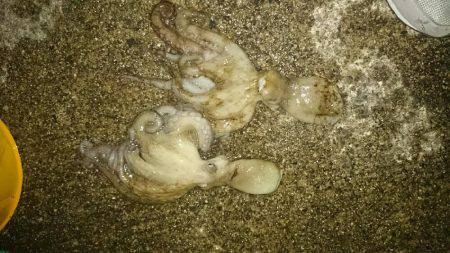 引き続きターコー