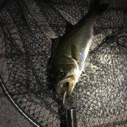 シーバス〜ツバスゲーム