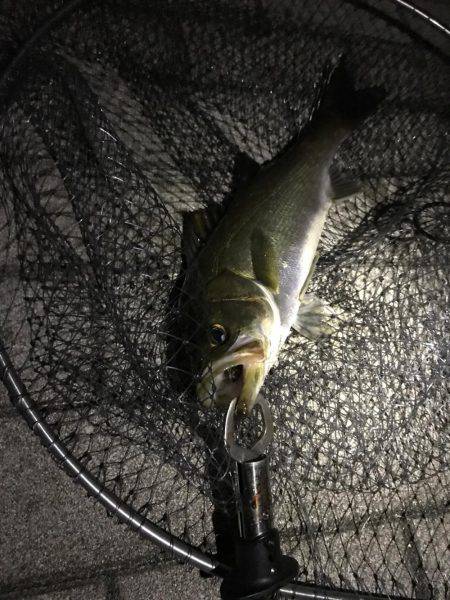 シーバス〜ツバスゲーム