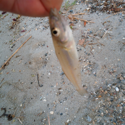 チョイ投げのキス釣り