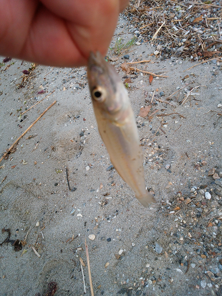 チョイ投げのキス釣り