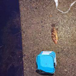 高級魚2種GETならず