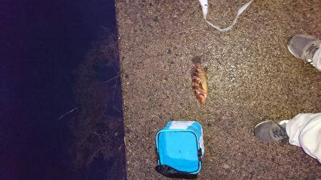 高級魚2種GETならず