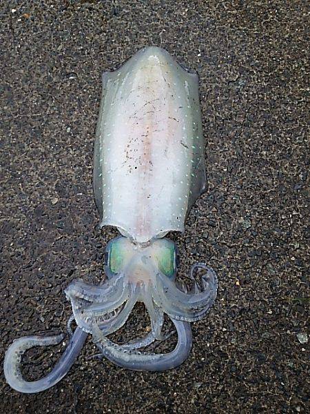 アオリイカ  ウキ釣り
