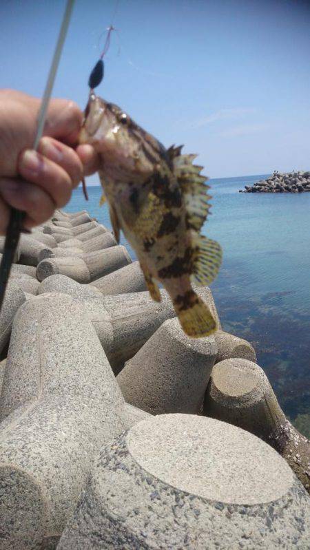 炬口でいろんな種類が釣れてます。