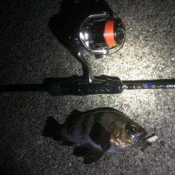 メバリング釣行