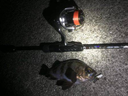 メバリング釣行