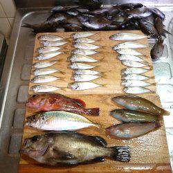 癒しの五目釣り