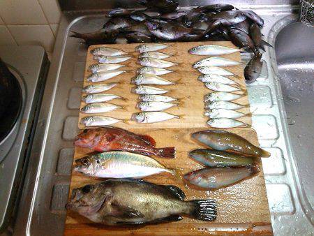 癒しの五目釣り