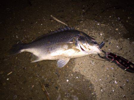 キビレ調査　ＮＯ，２３