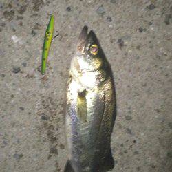 とりあえずシーバス