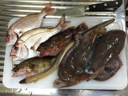 青イソメで五目釣り