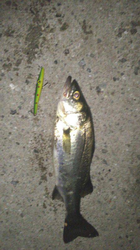 とりあえずシーバス