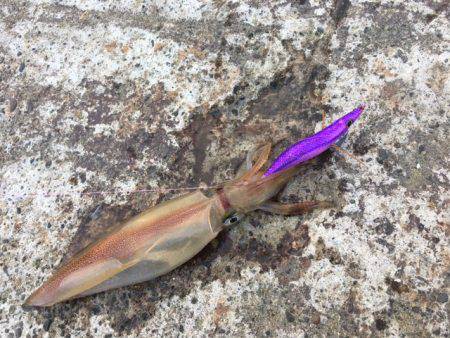 なんとヤリイカ