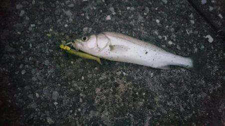 国府津海岸でショアジギング！