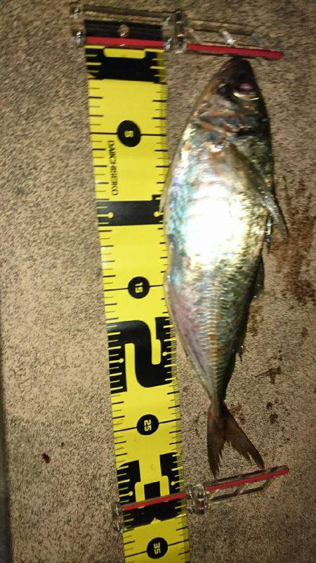 尺鯵登場！自己最高記録！