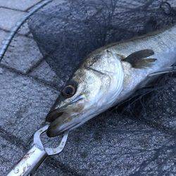 シーバス〜ツバスゲーム