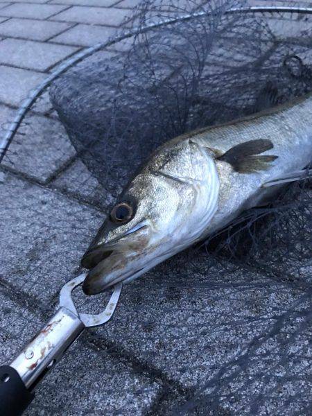 シーバス〜ツバスゲーム