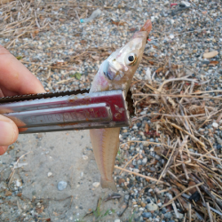 チョイ投げのキス釣り
