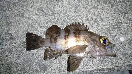 初めてのポイント