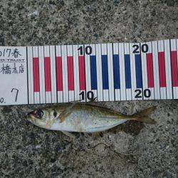 夕まずめから夜にかけて