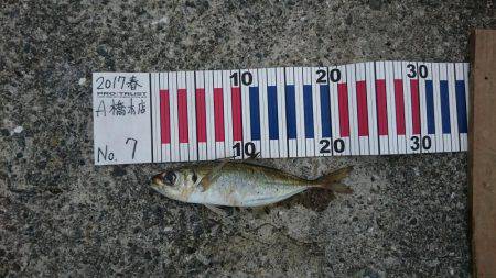 夕まずめから夜にかけて