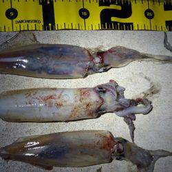 ケンサキエギング