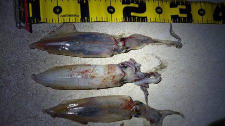 ケンサキエギング