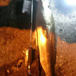 今月アジングデビューした初心者です アジと思わぬ外道です