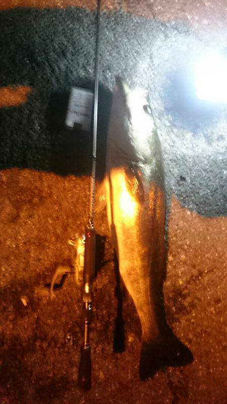 今月アジングデビューした初心者です アジと思わぬ外道です