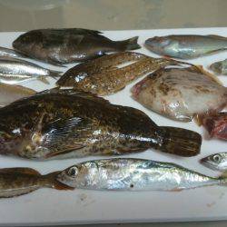 炬口でいろんな種類が釣れてます。