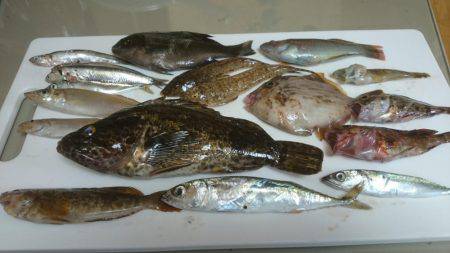 炬口でいろんな種類が釣れてます。