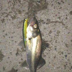 とりあえずシーバス