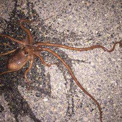 青イソメで五目釣り