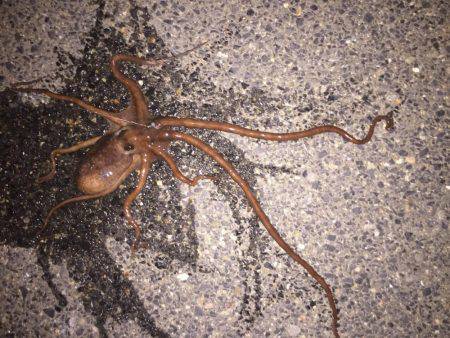 青イソメで五目釣り