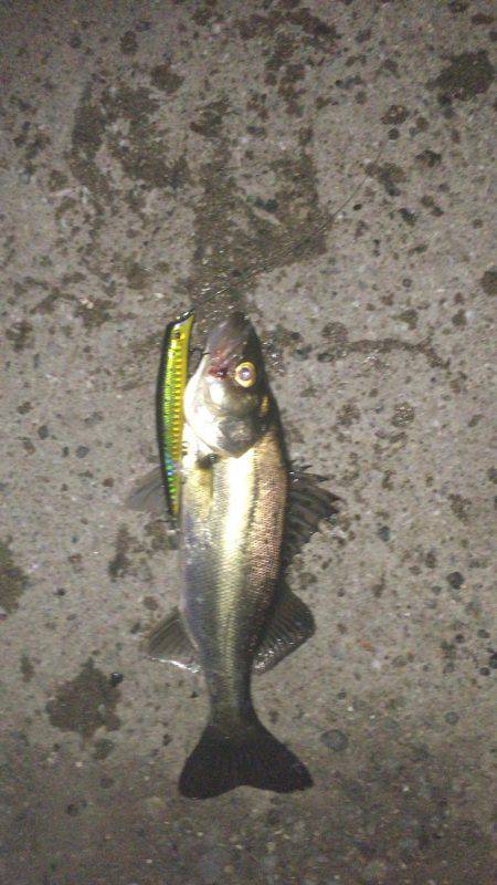 とりあえずシーバス