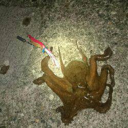 引き続きターコー