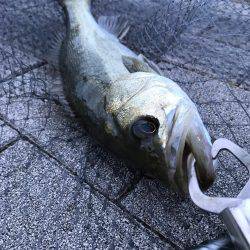 シーバス〜ツバスゲーム