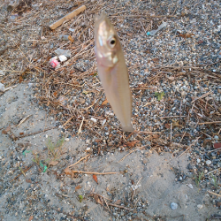 チョイ投げのキス釣り